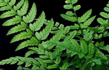 Mur végétal et plante stabilisée à Saint-Malo, Bretagne
