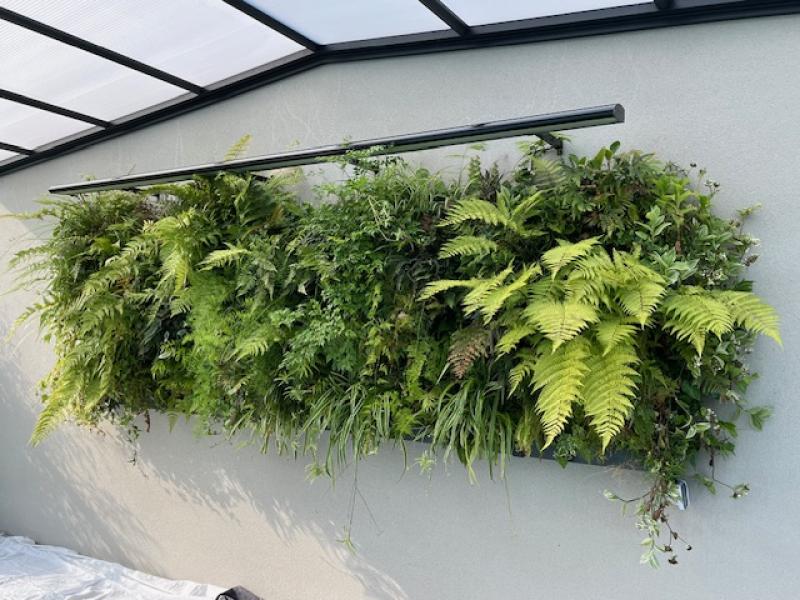 jardin naturel avec mur vegetal sphaigne bardage bois exotique.piscine fougeres 2024.