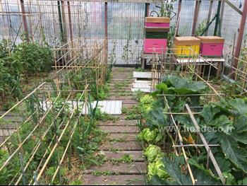 jardin potager apiculture ruche miel mur vegetal Hoa déco Green design menthe naturelle engrais bio poule
