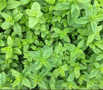 jardin potager apiculture ruche miel mur vegetal Hoa déco Green design menthe naturelle engrais bio poule
