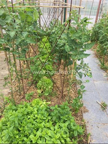 jardin potager apiculture ruche miel mur vegetal Hoa déco Green design menthe naturelle engrais bio poule