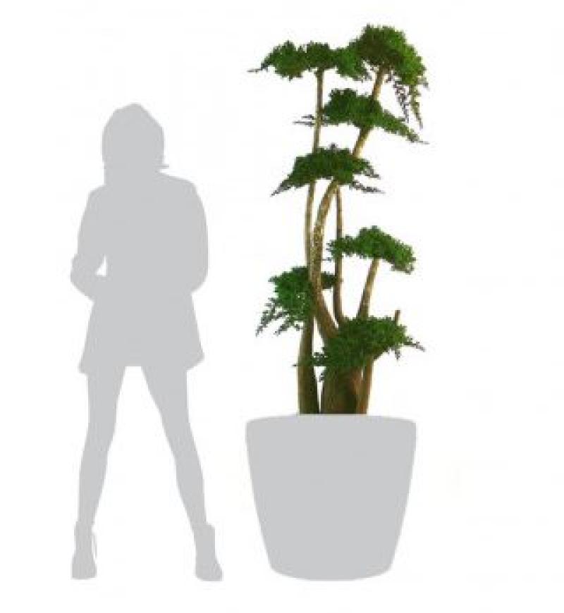 juniperus echelle HOA DECO