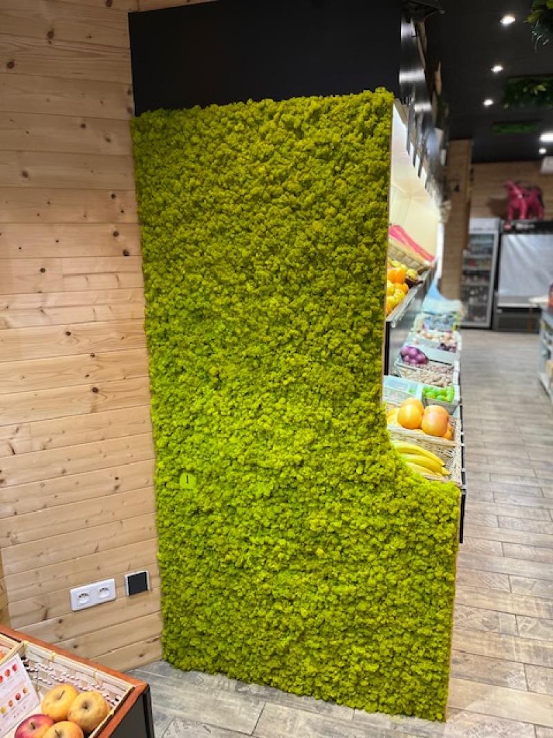 Mur végétal et plante stabilisée à Saint-Malo, Bretagne