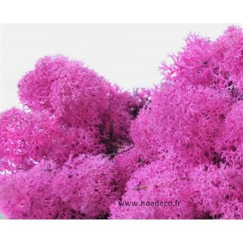 Tableau de Lichen Stabilisé Rose Fuchsia 60