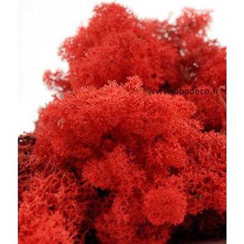 Tableau de Lichen Stabilisé Rouge 60 x 60 cm