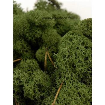 Tableau de Lichen Stabilisé Vert Nature Slim 60x18