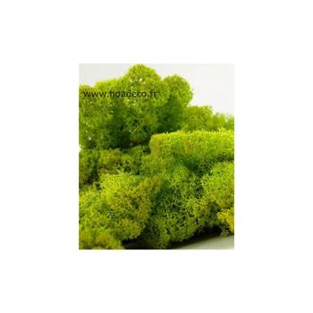 Tableau de Lichen Stabilisé Vert Nature 60 x 60 cm