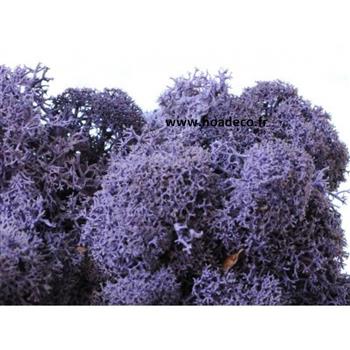 Tableau de Lichen Stabilisé Violet Demi-Maxi 114x36