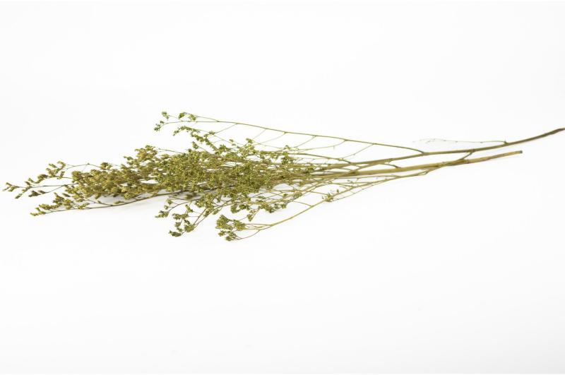 Mur végétal et plante stabilisée à Saint-Malo, Bretagne