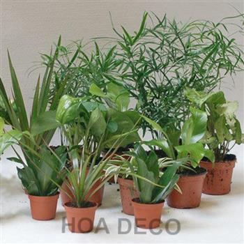 Mur végétal et plante stabilisée à Saint-Malo, Bretagne