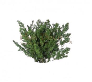 ming hoa deco plante stabilisée vegetaux mur vegetal stabilisé
