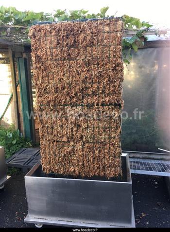 Mur végétal et plante stabilisée à Saint-Malo, Bretagne
