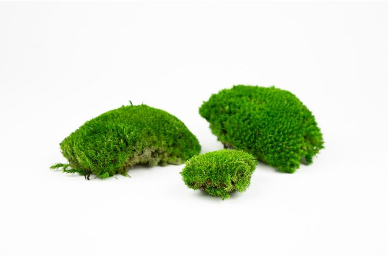 mousse-boule-stabilisee-hoa deco verte