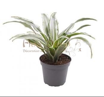 dracaena kanzi hoa deco