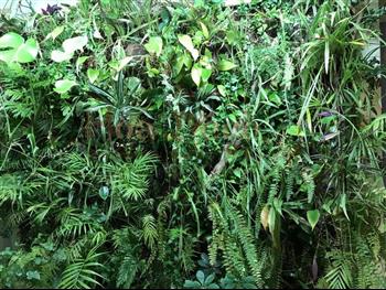 mur naturel 15 ans plus tard Hoa déco hydro et culture green wall zen spirit