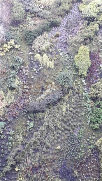 Mur naturel espagne green wall spirit zen mur vegetal entretien HOA DECO 2020 pose et entretien international 100m2