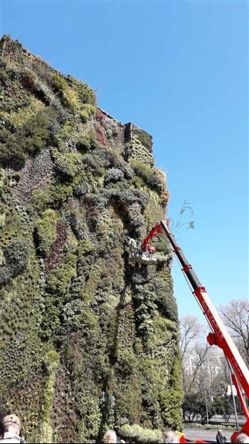 Mur naturel espagne green wall spirit zen mur vegetal entretien HOA DECO 2020 pose et entretien international 100m2