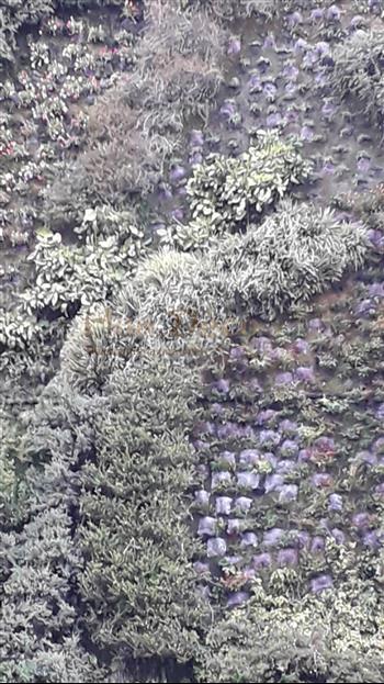 Mur naturel espagne green wall spirit zen mur vegetal entretien HOA DECO 2020 pose et entretien international 100m2