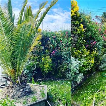 mur vegetal exterieur 15 ans après et palmier phoenix 3.50 M HOA DECO murs vegetaux