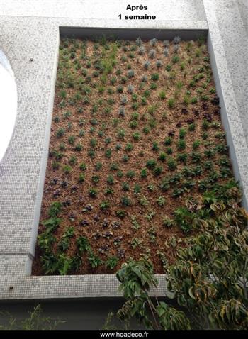 Mur végétal et plante stabilisée à Saint-Malo, Bretagne