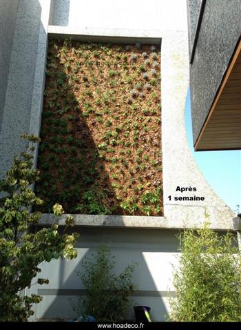 Mur végétal et plante stabilisée à Saint-Malo, Bretagne