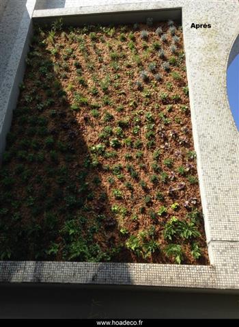 Mur végétal et plante stabilisée à Saint-Malo, Bretagne