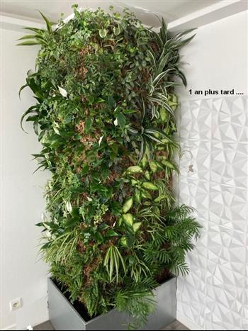 mur vegetal interieur naturel sphaigne du chili HOA DECO green wall zen attitude spirit