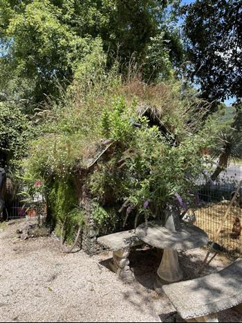 mur vegetal jardinerie plantes exotiques sud france hoa deco cabane vegetale