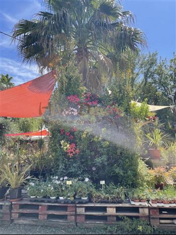 mur vegetal jardinerie plantes exotiques sud france palmier phoenix