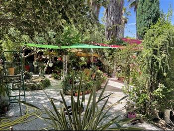 mur vegetal jardinerie plantes exotiques sud france pepiniere
