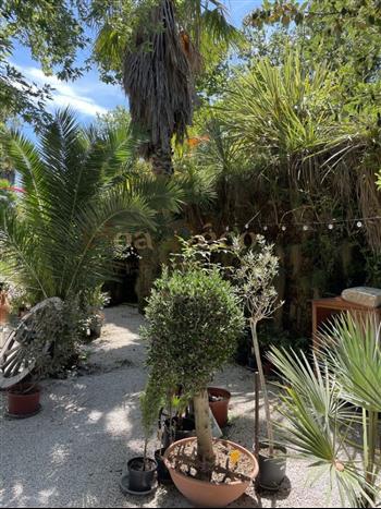 mur vegetal jardinerie plantes exotiques sud france plafond vegetal naturel