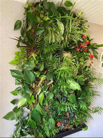 mur naturel 15 ans plus tard Hoa déco hydro et culture green wall zen spirit