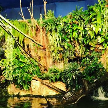 mur végétal naturel artificiel en sphaigne du Chili avant plantation végétale fougere boston aquarium poisson ecorce racines Hoa déco