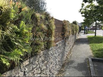 mur vegetal naturel Dinard sphaigne design architecture 1 ans apres Hoa déco fougere euphorbe