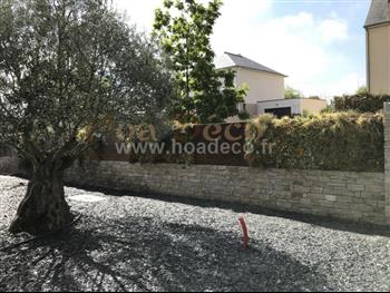mur vegetal naturel Dinard sphaigne design architecture 1 ans apres Hoa déco fougere euphorbe heucheres Olivier