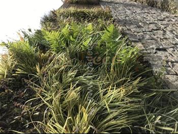 mur vegetal naturel Dinard sphaigne design architecture 1 ans apres Hoa déco fougere euphorbe heucheres
