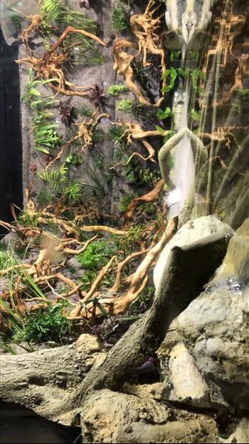 mur végétal naturel en sphaigne du Chili avant plantation végétale fougere boston aquarium poisson ecorce racines Hoa déco green wall zen spirit.