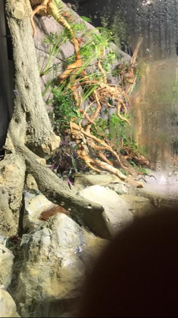 mur végétal naturel en sphaigne du Chili avant plantation végétale fougere boston aquarium poisson ecorce racines Hoa déco green wal