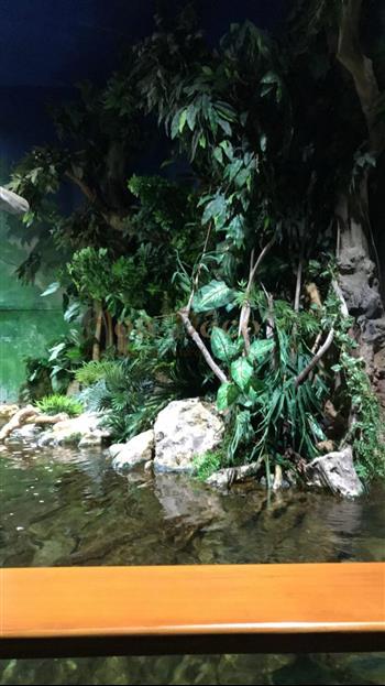 mur végétal naturel en sphaigne du Chili avant plantation végétale fougere boston aquarium poisson ecorce racines Hoa déco