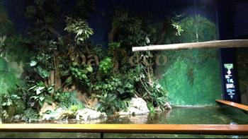 mur végétal naturel en sphaigne du Chili avant plantation végétale fougere boston aquarium poisson