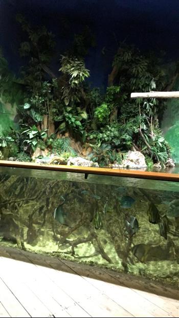 mur végétal naturel en sphaigne du Chili avant plantation végétale fougere boston aquarium
