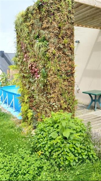 mur végétal naturel particulier 35 - 2021 juillet début plantation Hoa déco piscine pergolas bois exotique