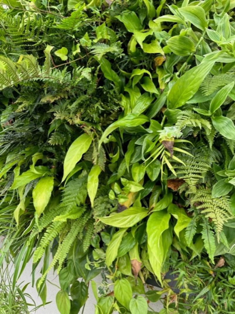 mur vegetal naturel sphaigne hoa deco piscine extérieur intérieur.plantes exotiques