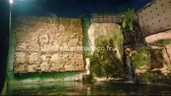 mur vegetal naturel sphaigne plante bio HOA DECO FOURNITURES CREATION MURS VEGETAUX REALISER PAR LE GRAND AQUARIUM DE ST MALO 35400 AVANT