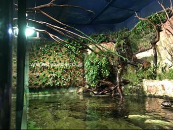 mur vegetal naturel sphaigne plante bio HOA DECO FOURNITURES CREATION MURS VEGETAUX REALISER PAR LE GRAND AQUARIUM DE ST MALO 35400 BAC AMAZONIEN