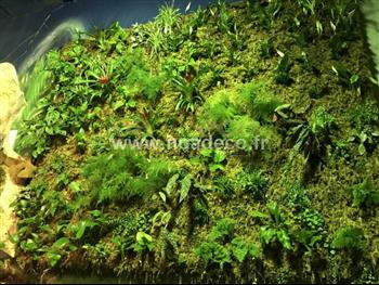 mur vegetal naturel sphaigne plante bio HOA DECO FOURNITURES CREATION MURS VEGETAUX REALISER PAR LE GRAND AQUARIUM DE ST MALO 35400 SPHAIGNE DU CHILI PLANTES MURS VEGETAUX