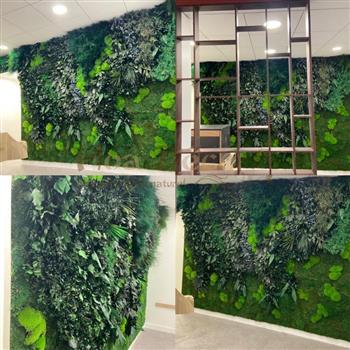 mur vegetal opticien HOA DECO stabilisé janvier 2022 green zen spirit esprit