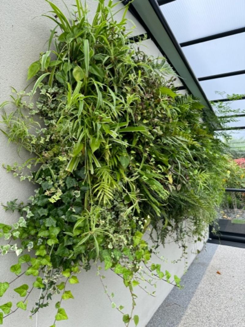 Mur vegetal sphaigne naturel hoa deco