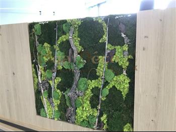 Mur végétal et plante stabilisée à Saint-Malo, Bretagne