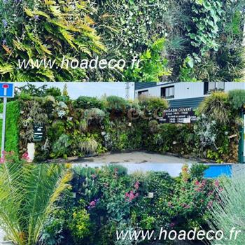 mur vegetaux naturels 2021 hoa deco jardin exterieur vegetal plantes palmier phoenix